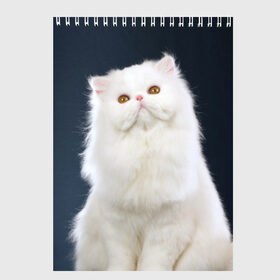 Скетчбук с принтом Кот в Сыктывкаре, 100% бумага
 | 48 листов, плотность листов — 100 г/м2, плотность картонной обложки — 250 г/м2. Листы скреплены сверху удобной пружинной спиралью | Тематика изображения на принте: домашняя | животное | кот | котэ | кошка