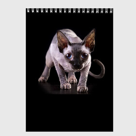 Скетчбук с принтом Сфинкс в Сыктывкаре, 100% бумага
 | 48 листов, плотность листов — 100 г/м2, плотность картонной обложки — 250 г/м2. Листы скреплены сверху удобной пружинной спиралью | взгляд | глаза | голова животного | киска | кот | котёнок | кошка | прикольные картинки