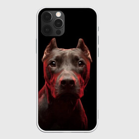 Чехол для iPhone 12 Pro с принтом Стафф в Сыктывкаре, силикон | область печати: задняя сторона чехла, без боковых панелей | Тематика изображения на принте: амстафф | голова | животные | мордочка | природа | собака | стафф | стаффордширский терьер